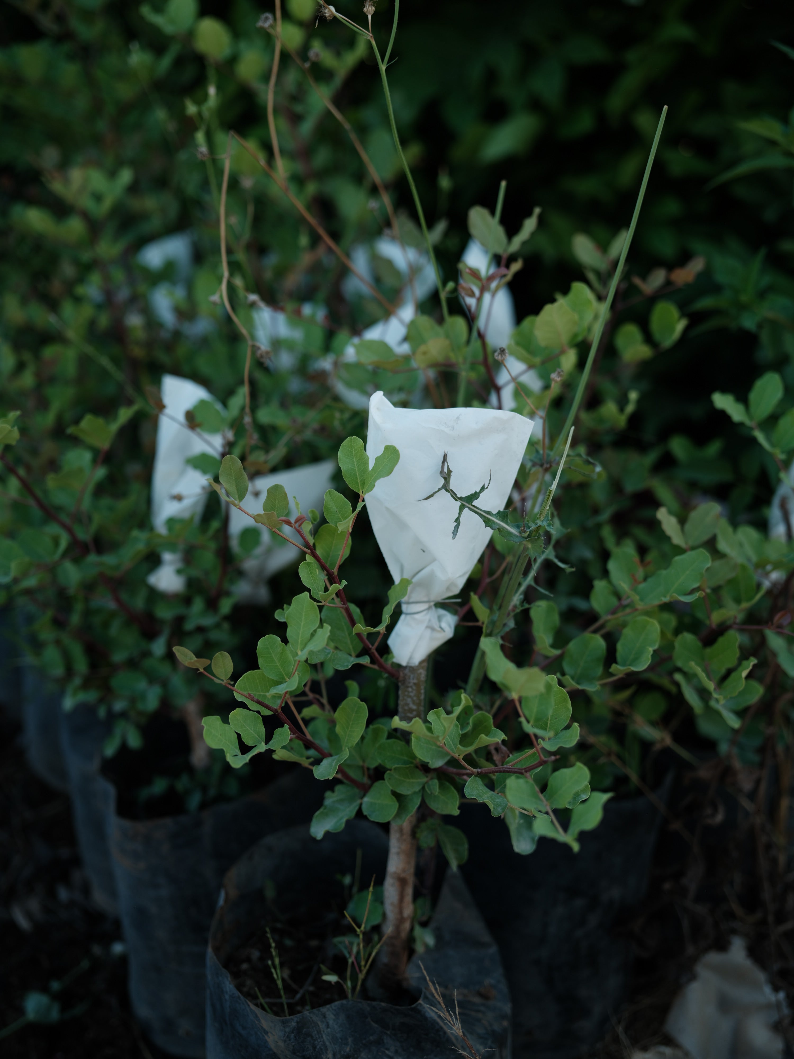 Plant a tree in Palestine