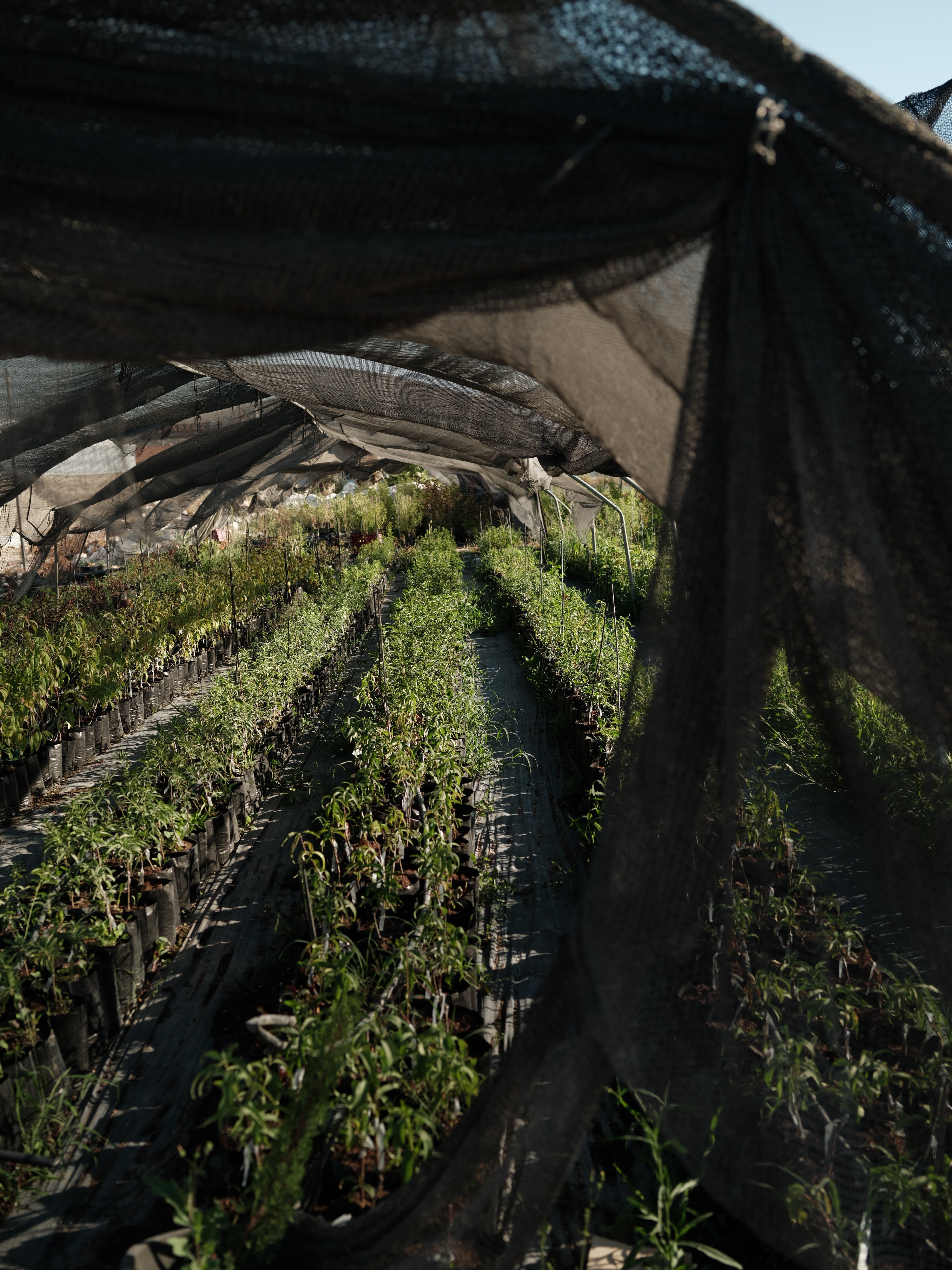 Plant a tree in Palestine