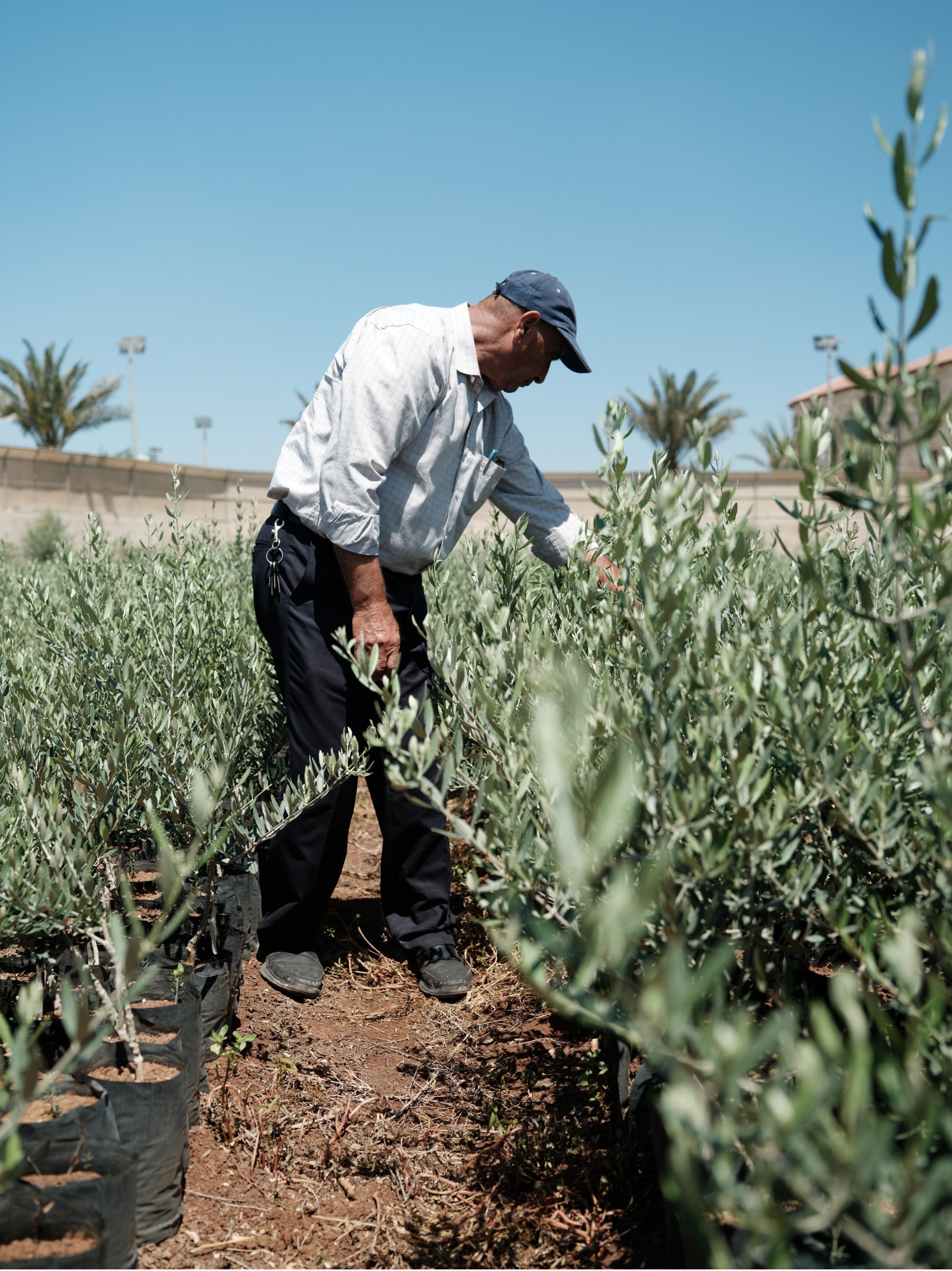 Plant a tree in Palestine