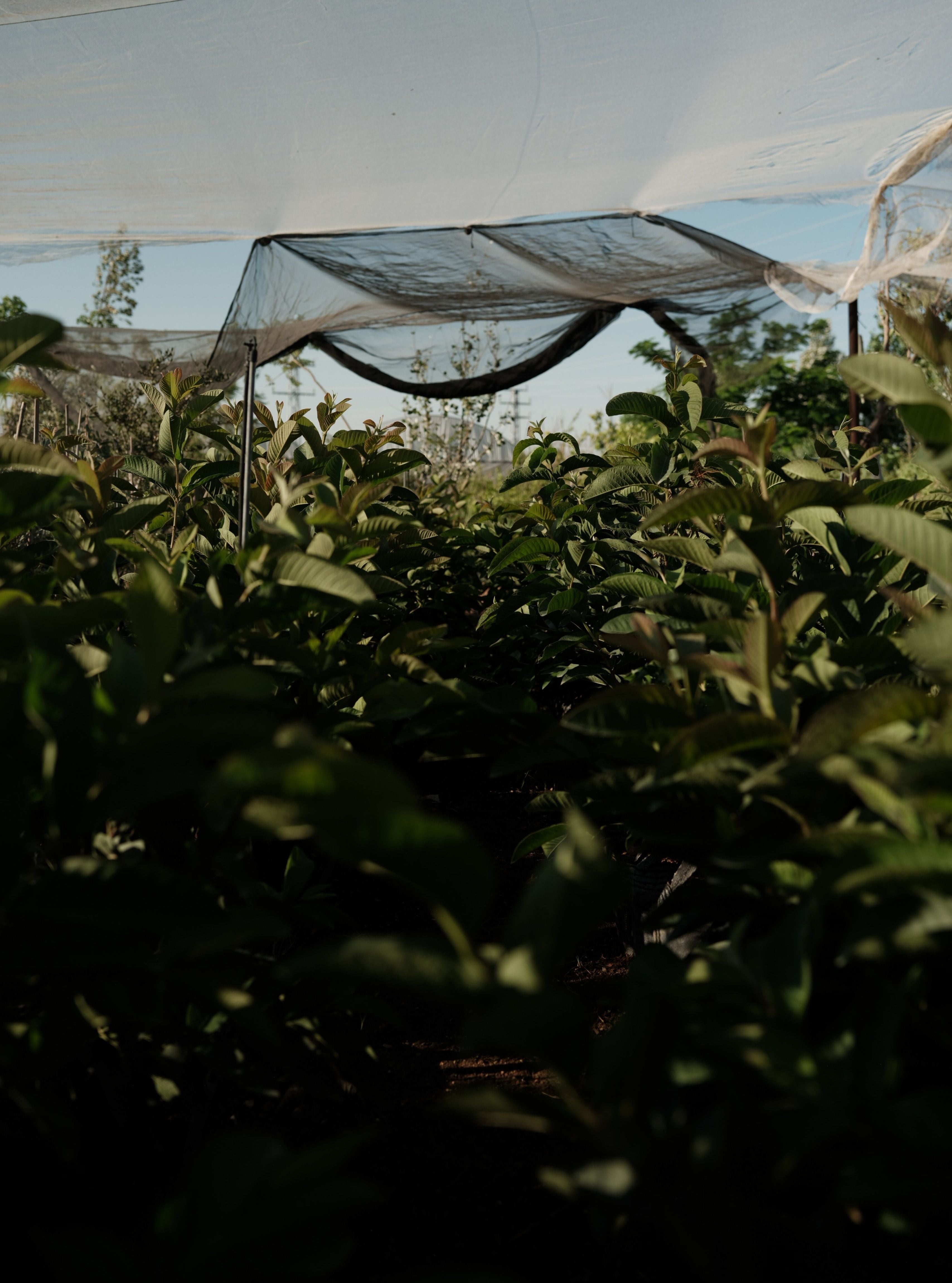 Plant a tree in Palestine